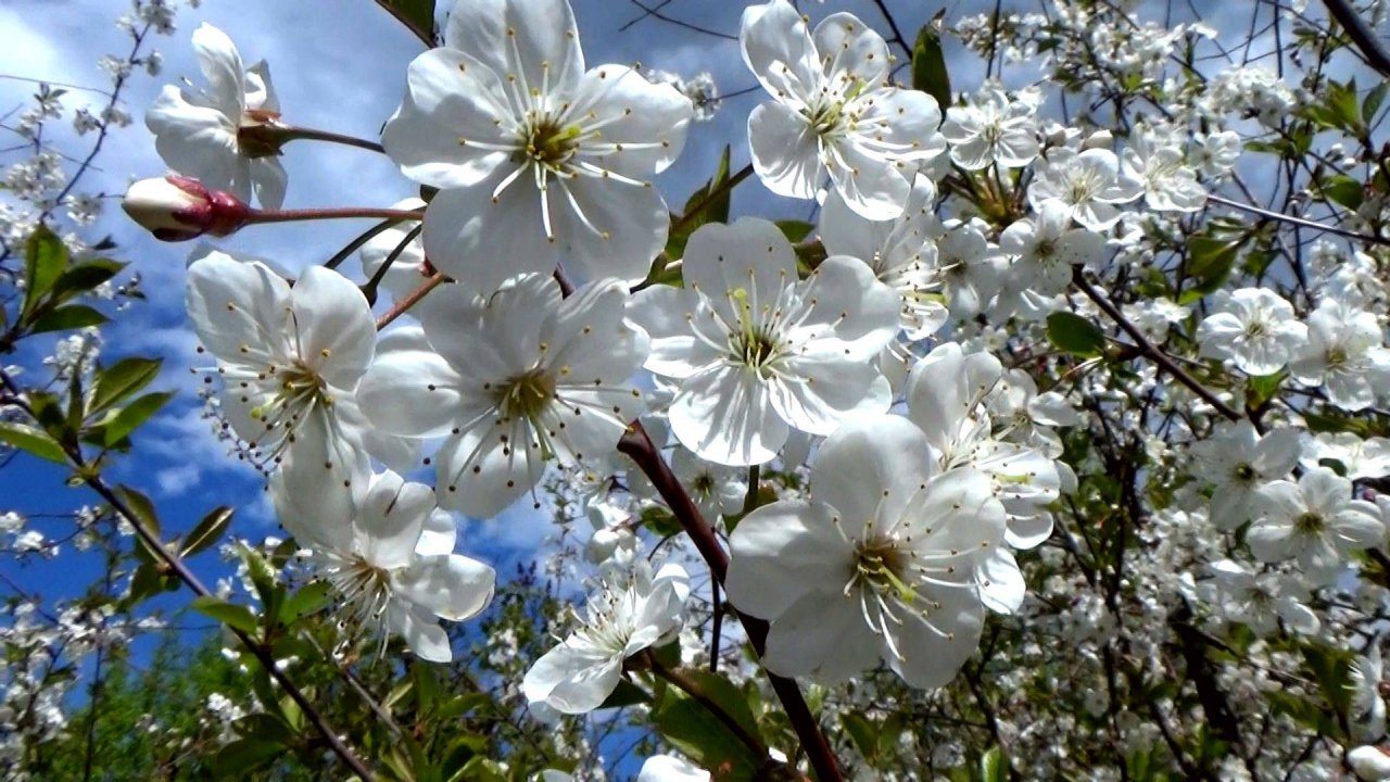Цветущий вишневый сад