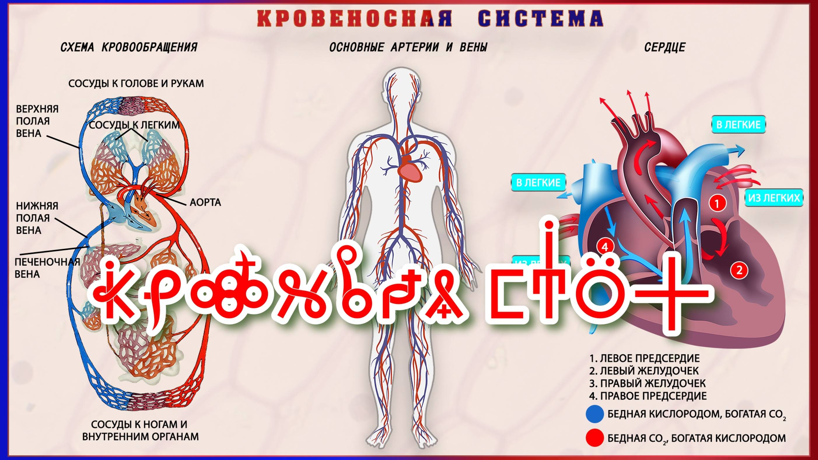Фильм 14. КровеНосная Система. ВсеЯСветная Грамота