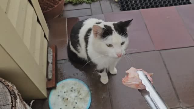 ТИГР БЫЧКОВСКИЙ И МАДАМ ЕНОТ 1:0