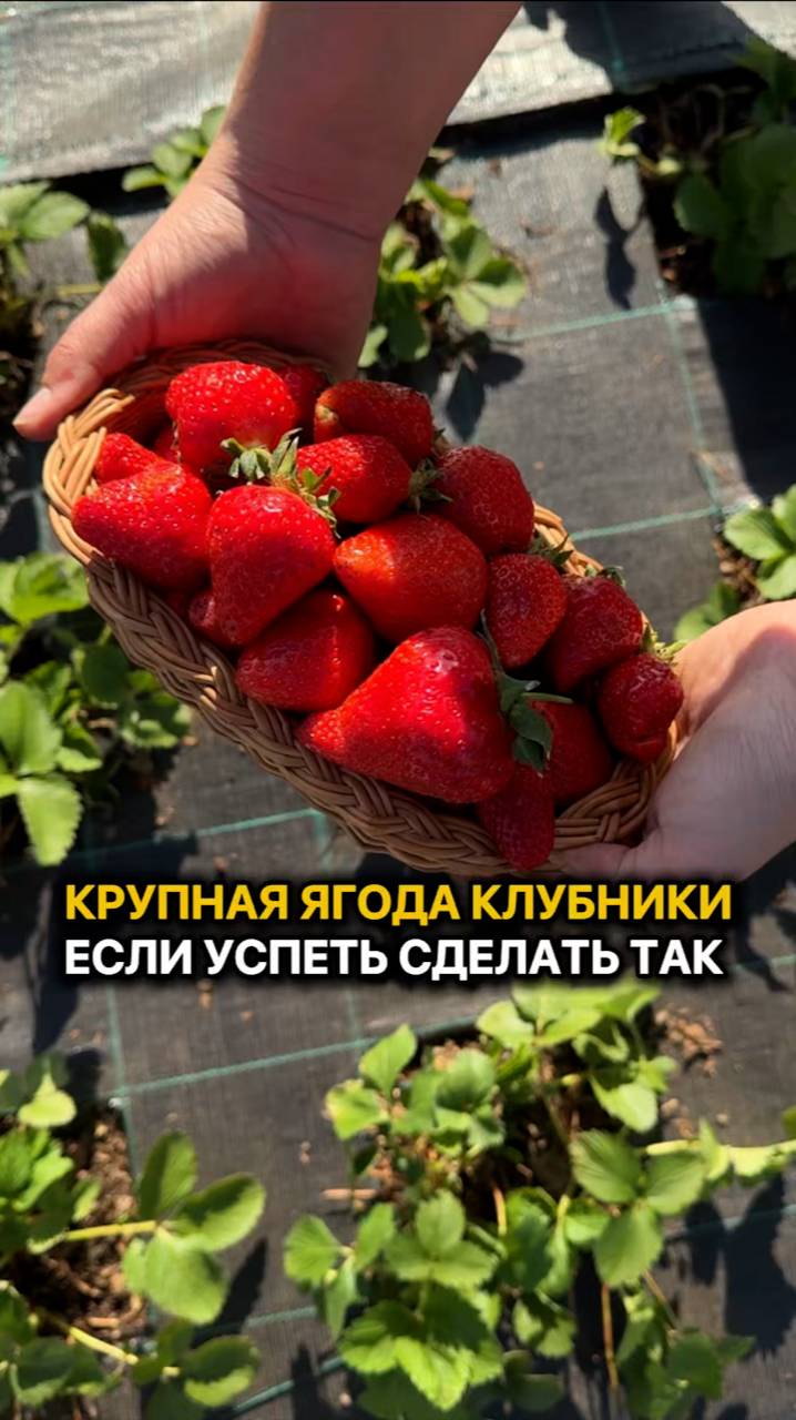 КРУПНЫЕ ЯГОДЫ КЛУБНИКИ - это легко!