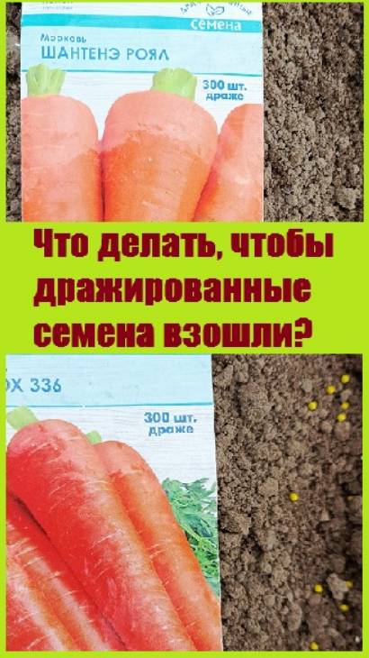 Почему не всходят дражированные семена моркови?