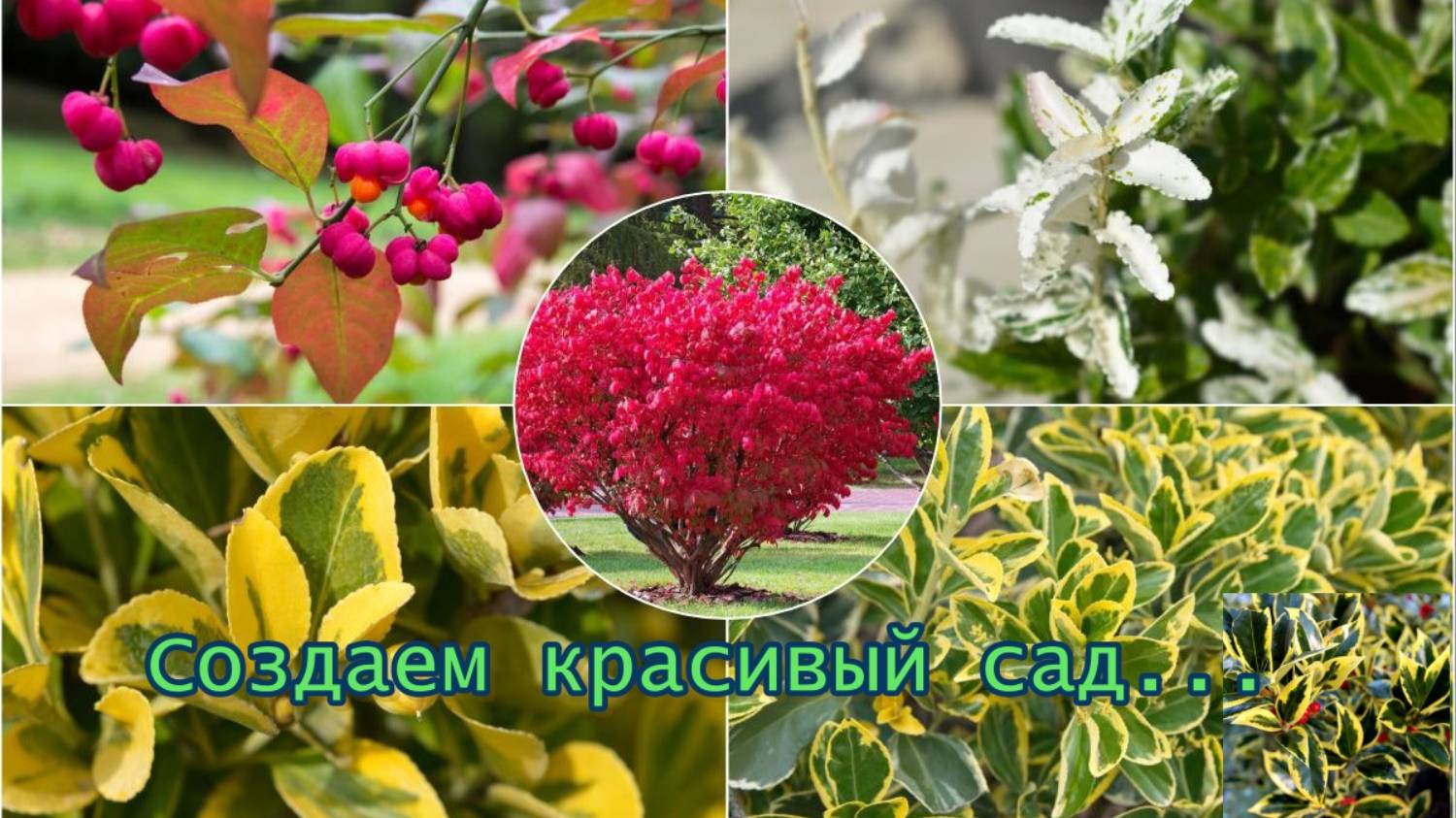 Создаем красивый сад*  Декоративные кустарники *  Мой сад