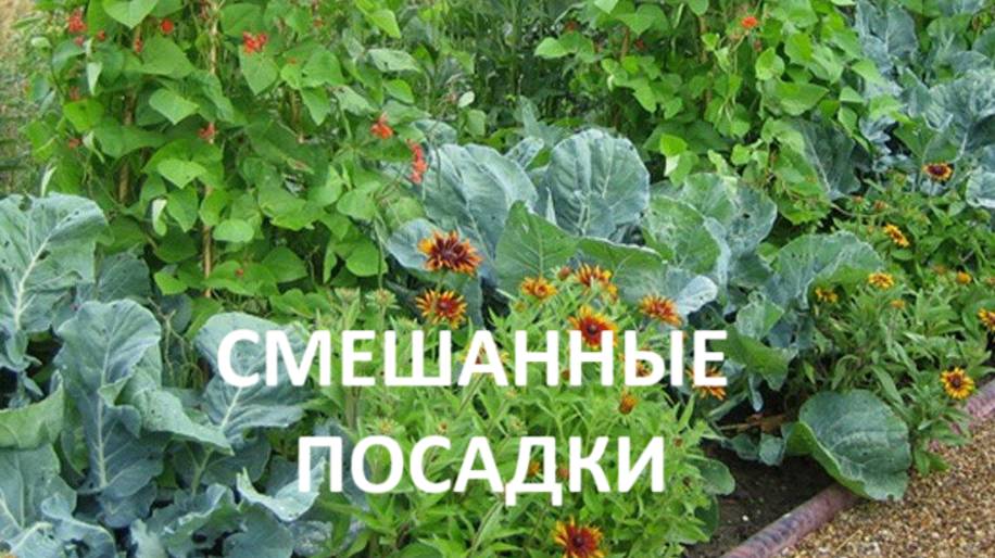 Смешанные посадки в  теплице .В чём смысл?