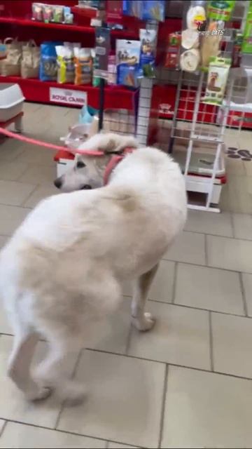 Гости зоомагазина - алабаечка Шурочка, полгодика девочке