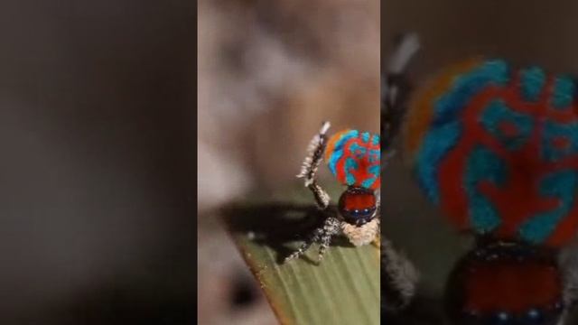 Танец паучка