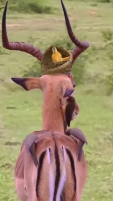 Свили гнездо на голове