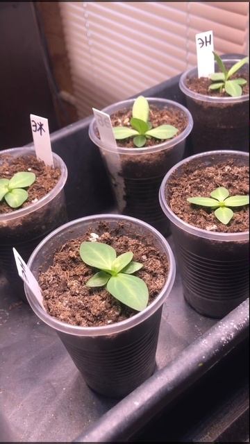 Эустома 2. Посев январь.