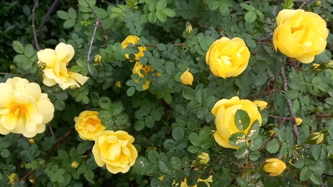 14-05-2025 Раньше они были у всех Моя дикая роза зацвела.Сад и огород