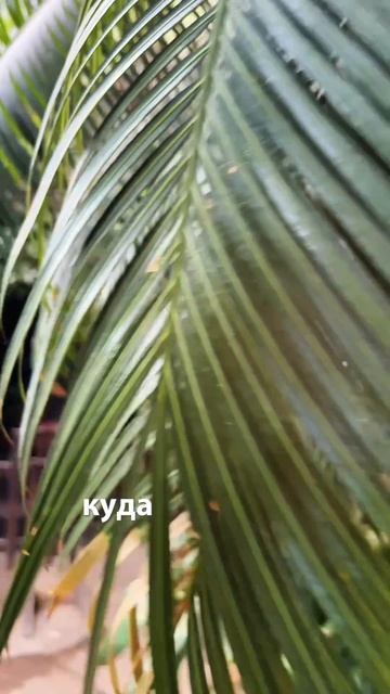 Ботанический сад Петра Великого