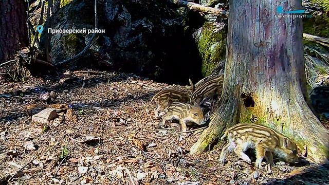 Весенние хлопоты лысух, кабаних и лосих