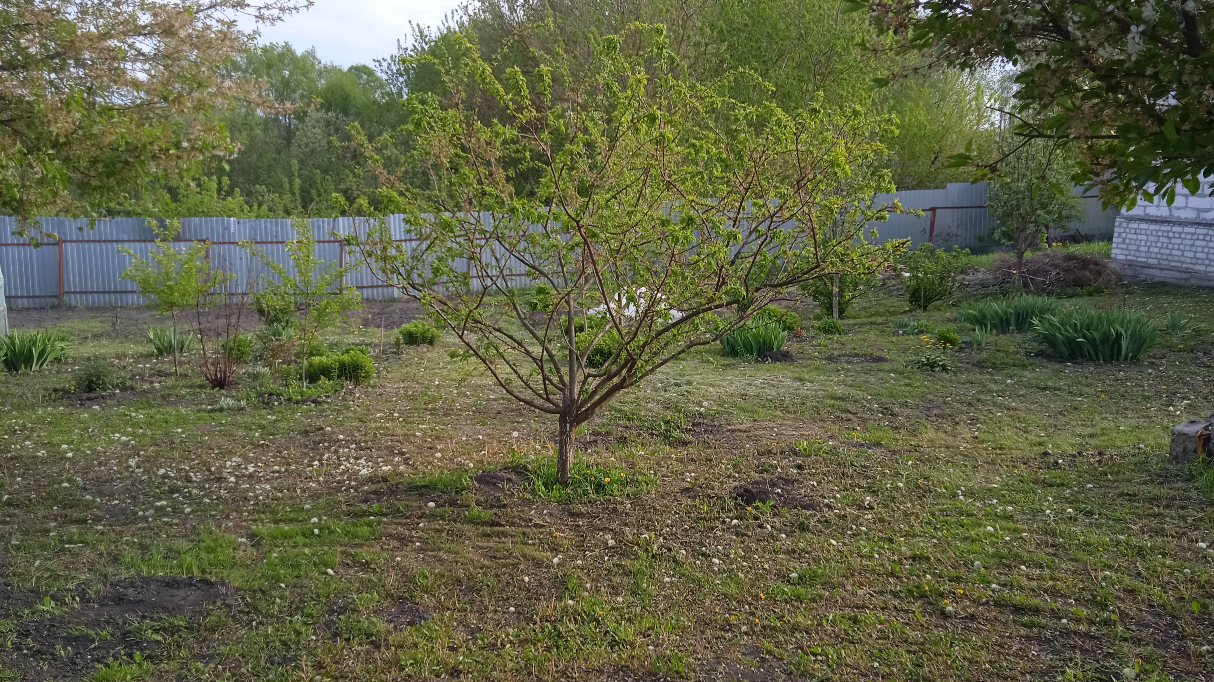 11. мая 2025г.   Обзор ОГОРОДА!!!  Холодные ДНИ!!!