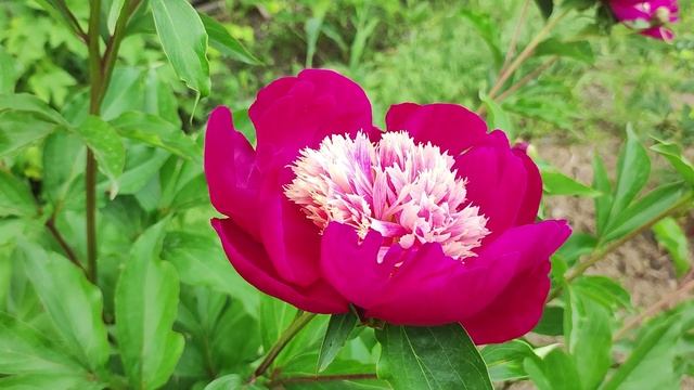 Рассматриваем листья пионов