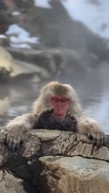 Прервали дремоту