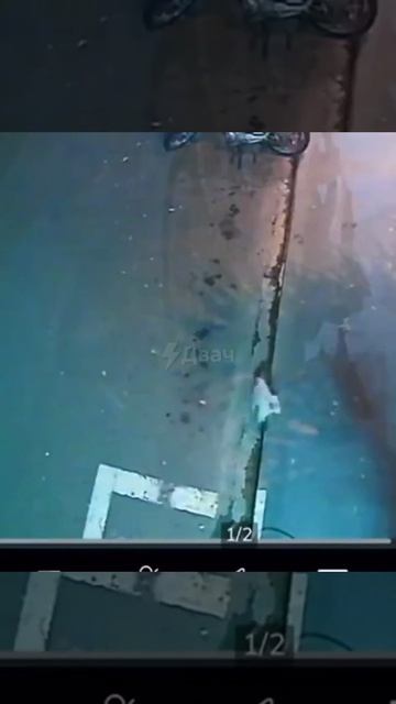 В Бразилии кот спас своего друга от нападения собаки