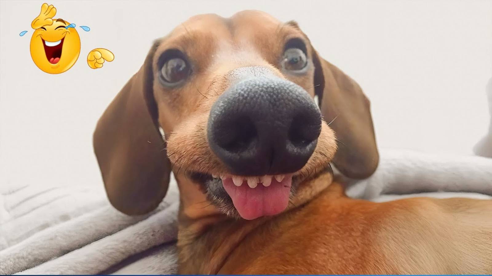 Самые смешные видео с животными 2025 😁 Смешные собаки и кошки здесь, чтобы разбить вам СЕРДЦЕ