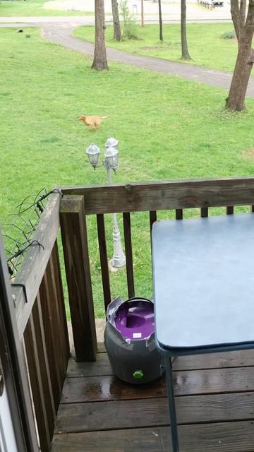 кот бросает мяч другу-собаке