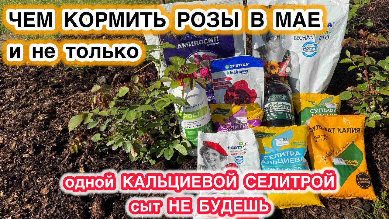 РОЗЫ В МАЕ | какие удобрения и когда нужно давать и не только!