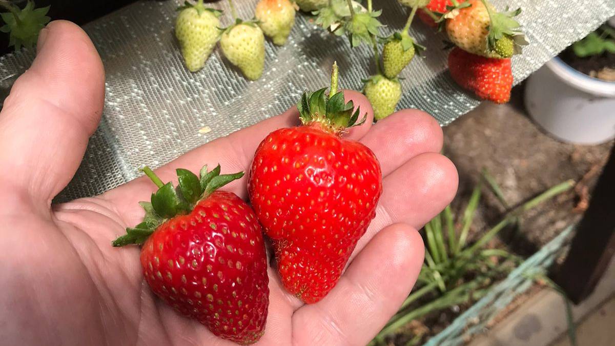 Клубника 15 мая.