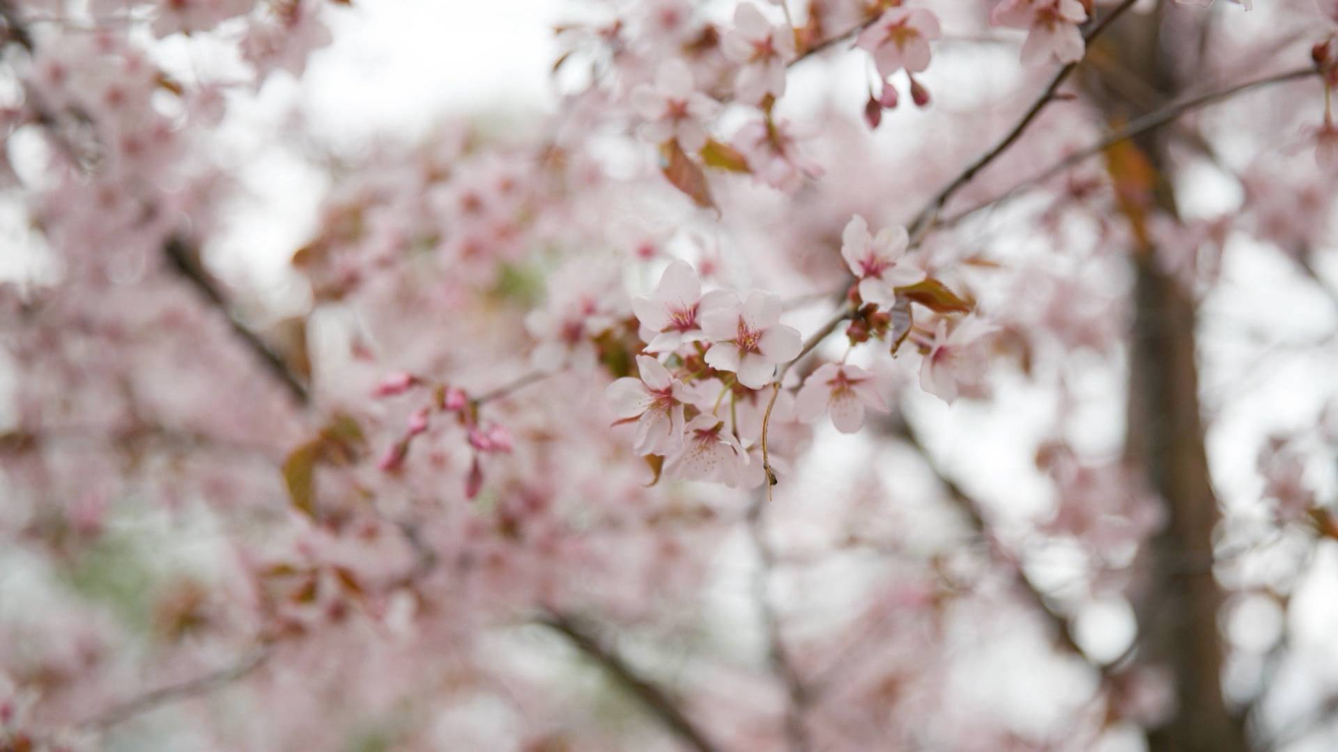 Ключ к профессии. Садовник