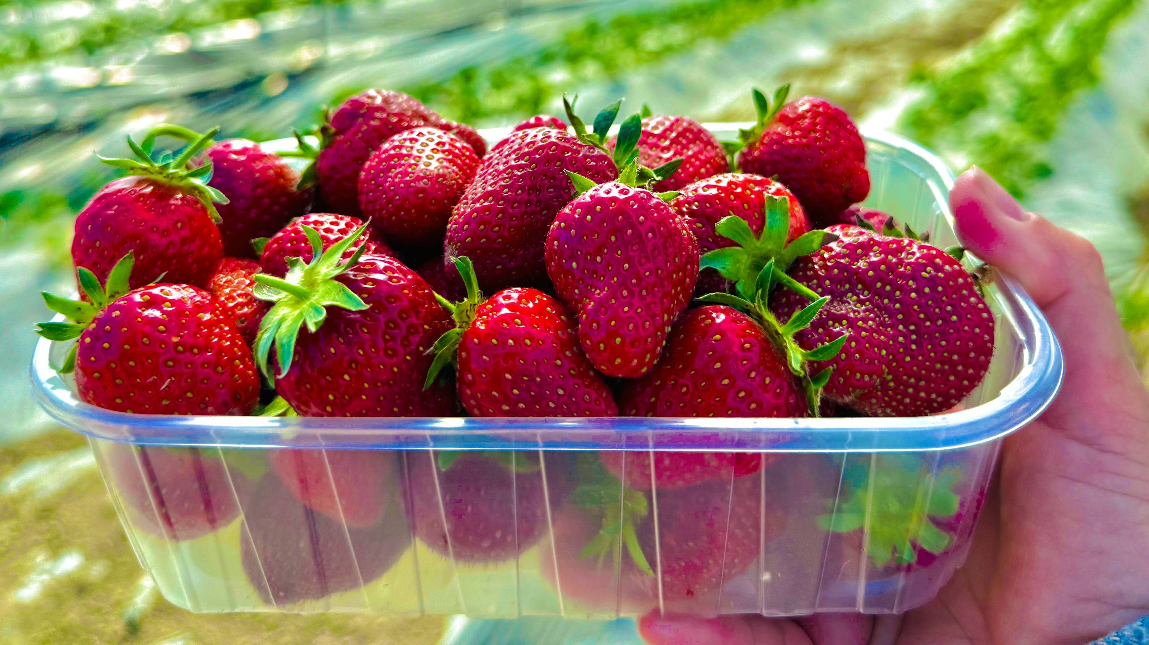 КРЫМ. Самая ДОРОГАЯ и ВКУСНАЯ КЛУБНИКА и где искать МАКОВЫЕ ПОЛЯ в этом сезоне 2025