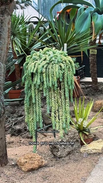 Ботанический сад Петра великого, курьезы