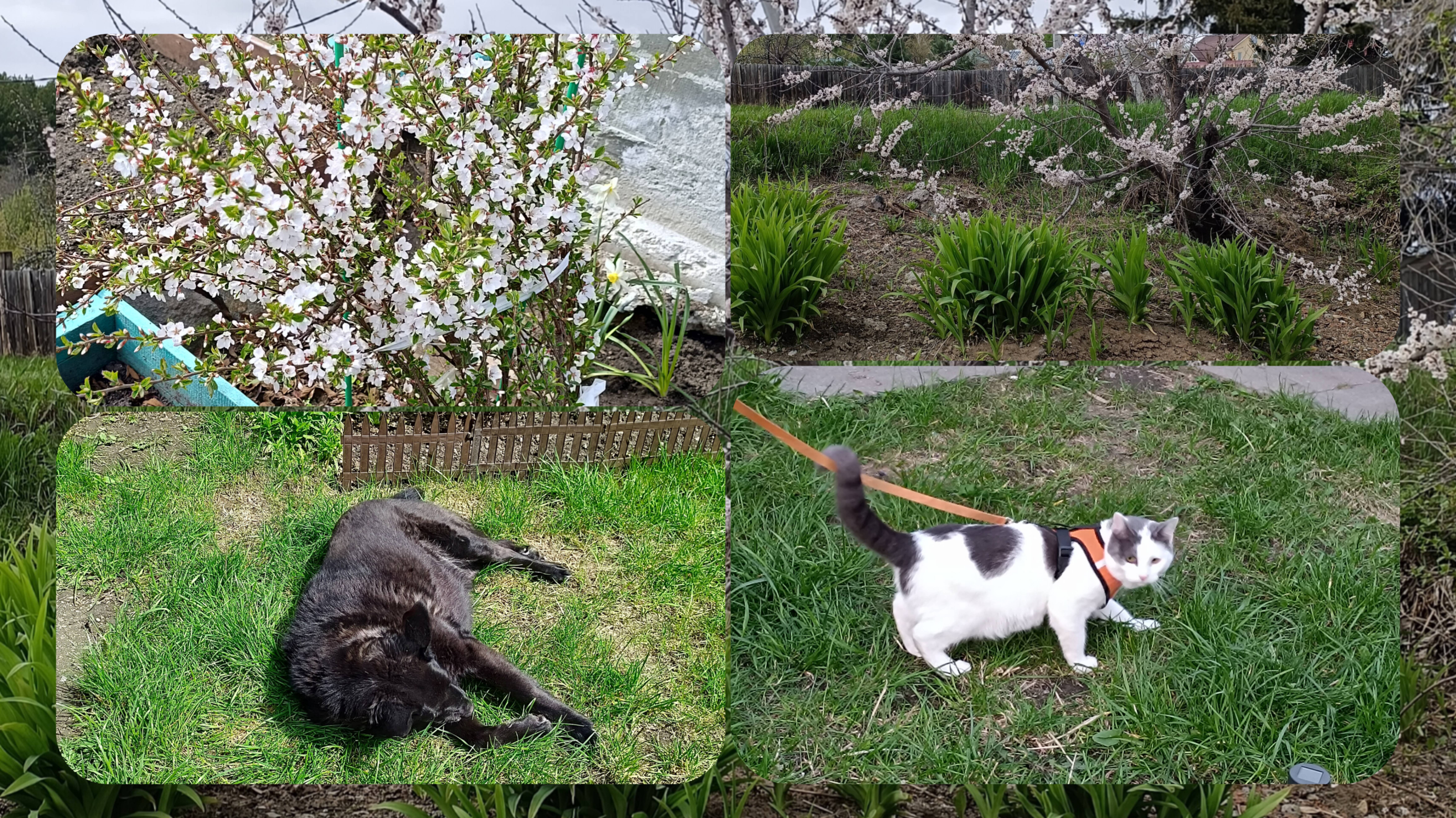 Жизнь на пенсии. Убираем участок. Новая грядка. Чеснок желтеет, готовим подкормку для него. 11.05.25