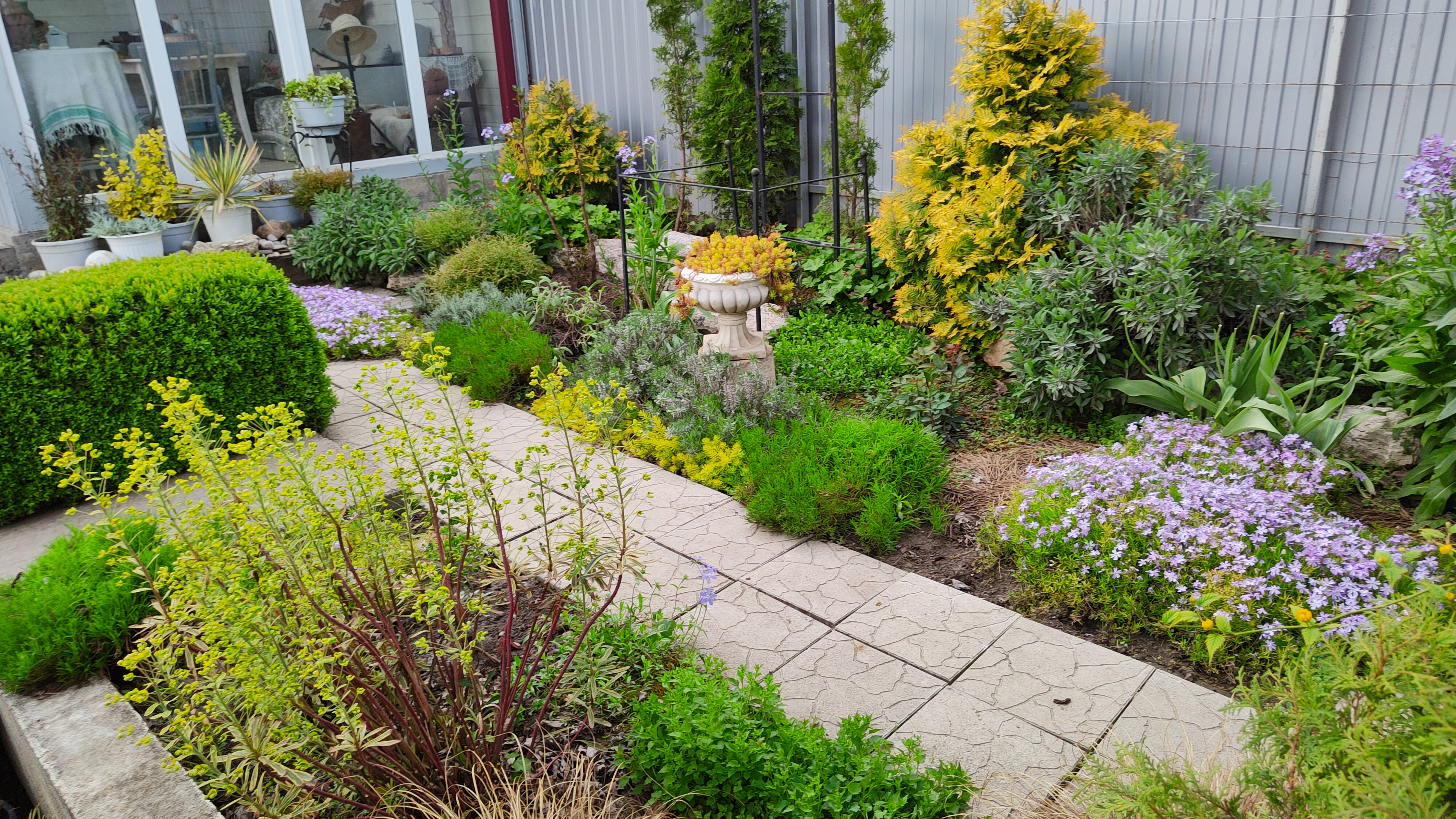 Мой южный желто-сиреневый садик у чайного домика. Керрия японская и огород. 06.05.2025 г.Пятигорск.