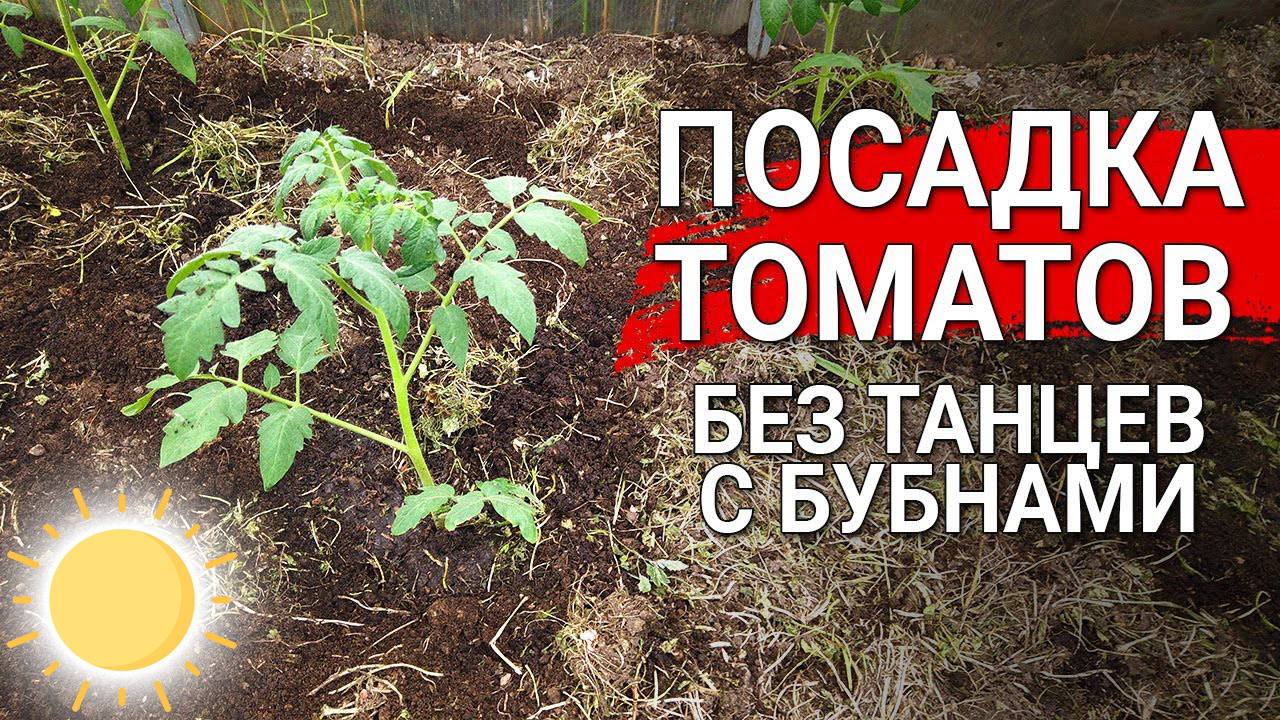 Когда Высаживать Помидоры в Мае Июне 2025 года в открытый грунт по лунному календарю