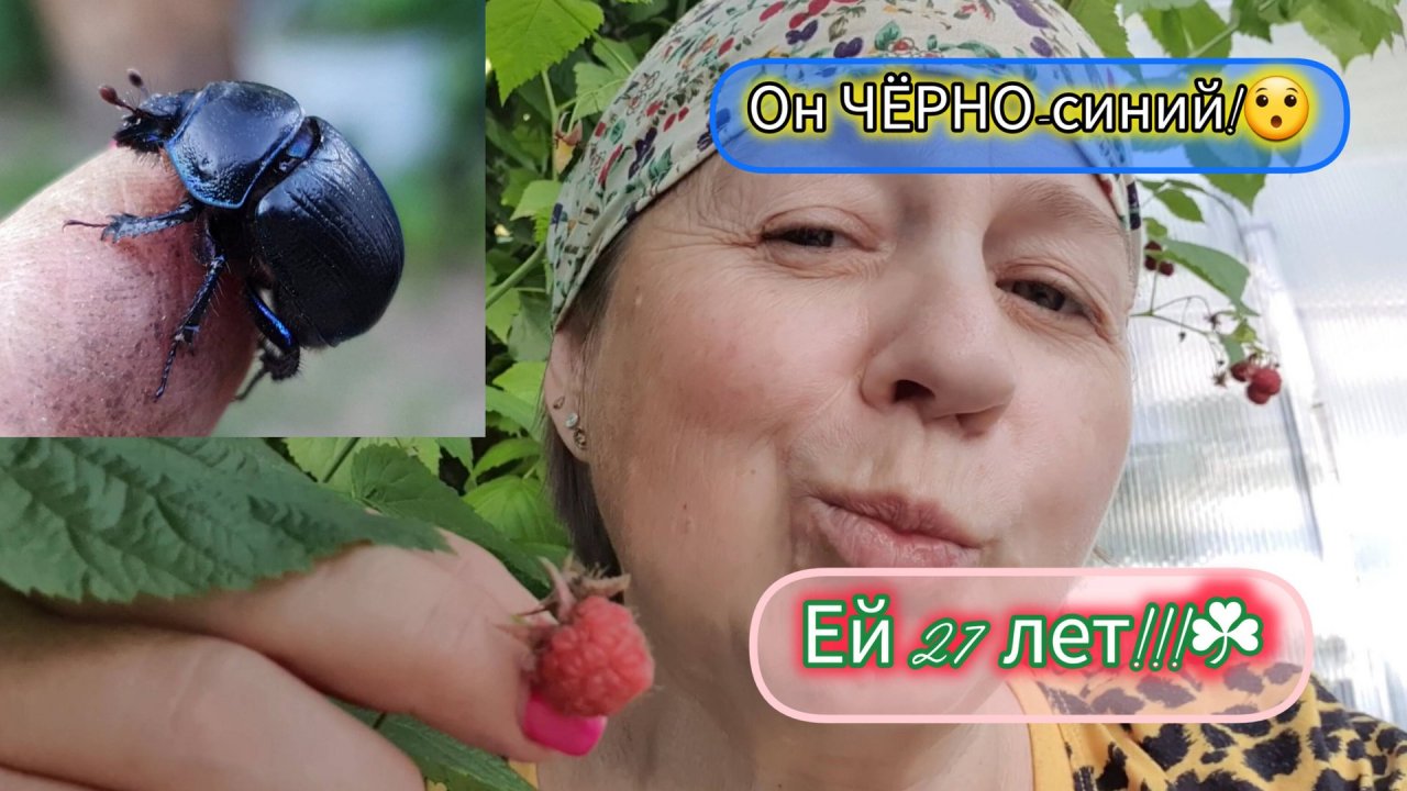 25.07.2024 МАЛИНЫ УЖЕ ОБЪЕЛИСЬ!🤪СОРТ НЕМЕЦКИЙ!🇩🇪БОЛЬШОЙ ЖУК!😃ОБМАНЫВАЮТ ПОКУПАТЕЛЕЙ!!!🤨
