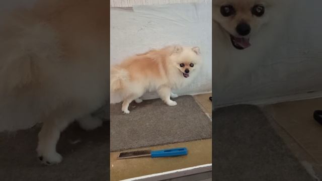 Шпиц Мишель красотка подстриглась.