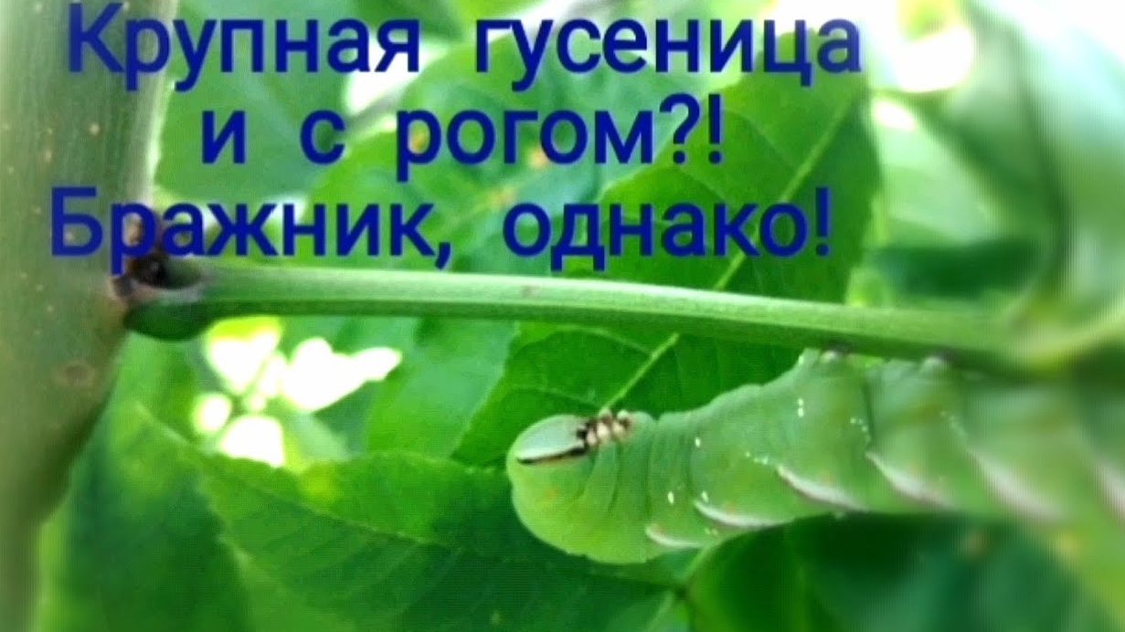 Гусеница бражника. Бирючинный или сиреневый бражник.