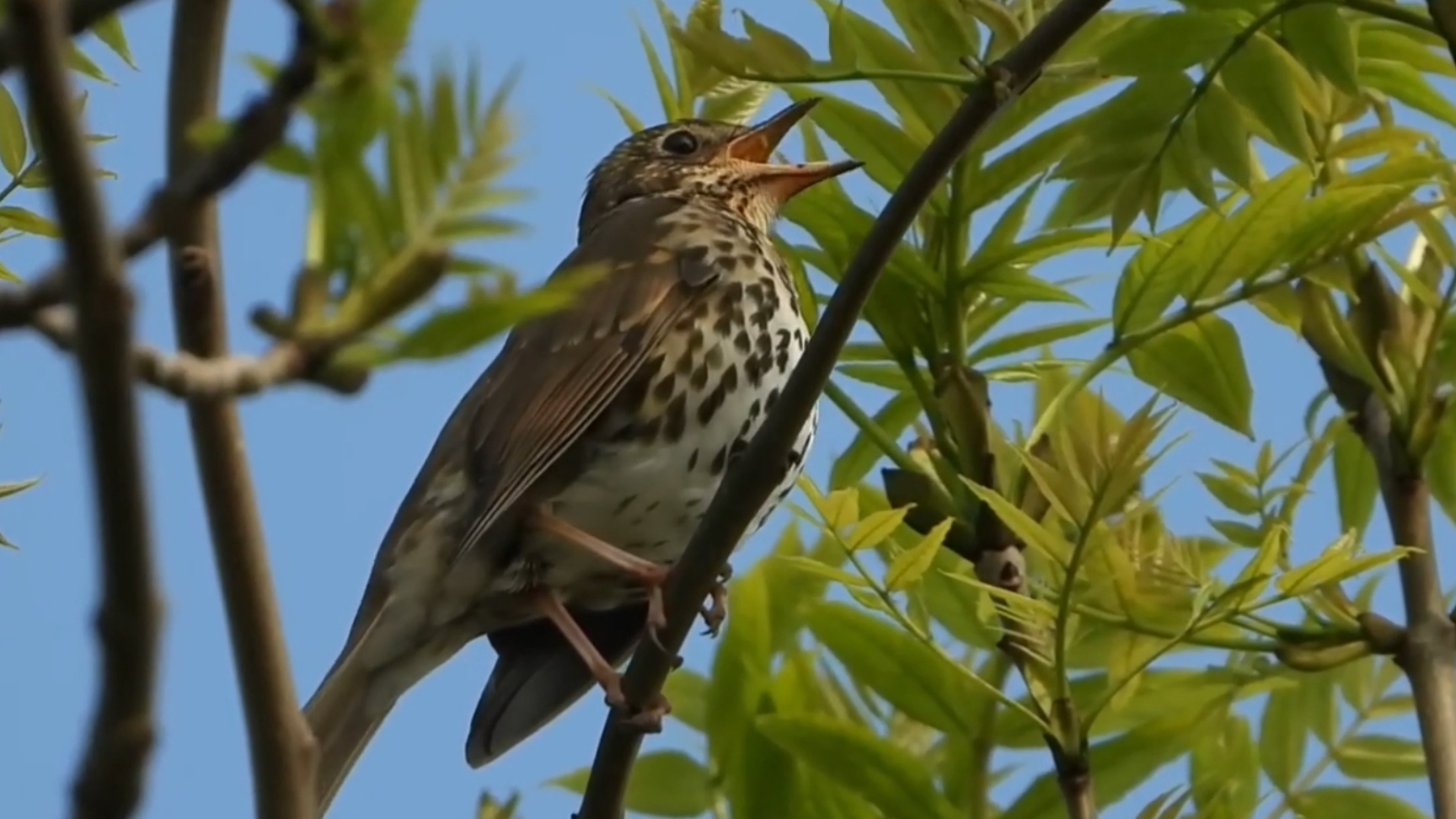 Как поет дрозд рябинник