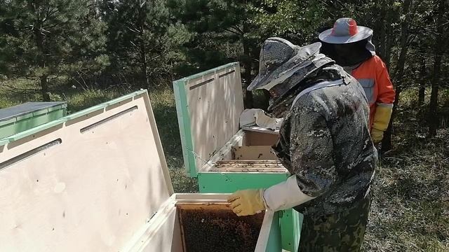 Осмотр пчёл после холодной погоды на 3 пасеках с ульями-лежаками за один день