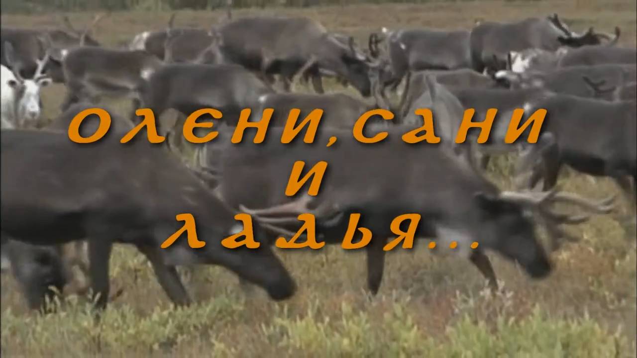 Ученые и студенты смотрят - Олени сани и ладья