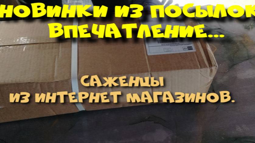 САЖЕНЦЫ ИЗ ПОСЫЛОК. ОБЗОР