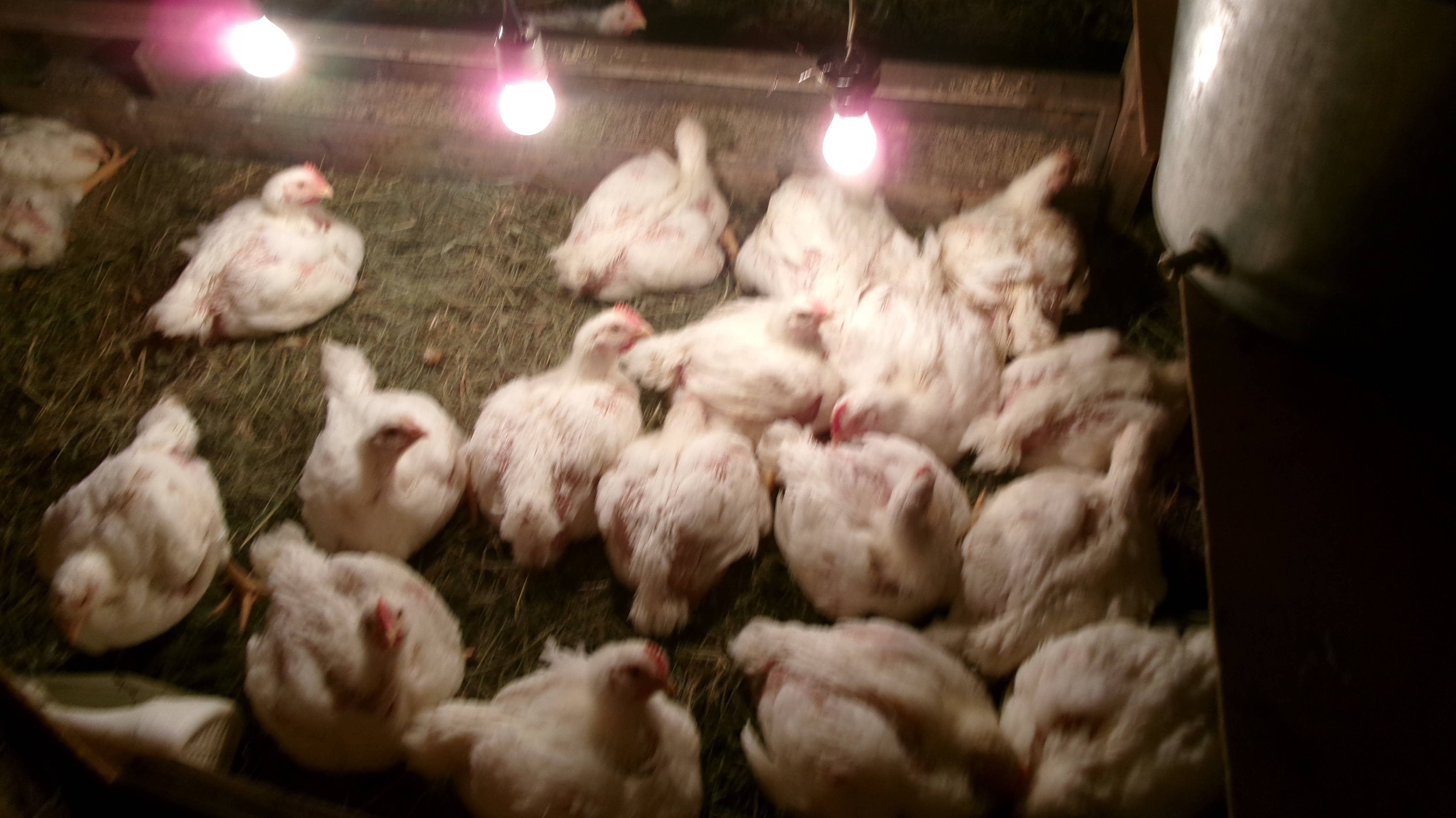 Посмотрите.  Наши бройлеры. Им всего лишь один месяц, а они, как полгода...