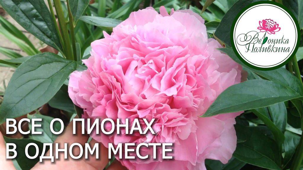 ВСЕ О ПИОНАХ В ОДНОМ МЕСТЕ