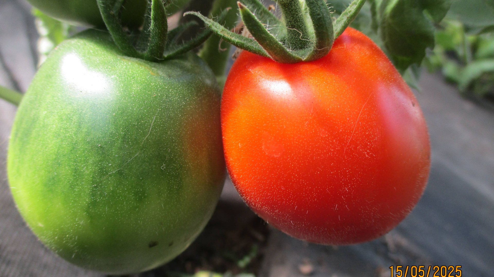 Третий день идут дожди! А в теплице спеют томаты, много огурцов! Обзор огорода 10 - 13 мая 2025.