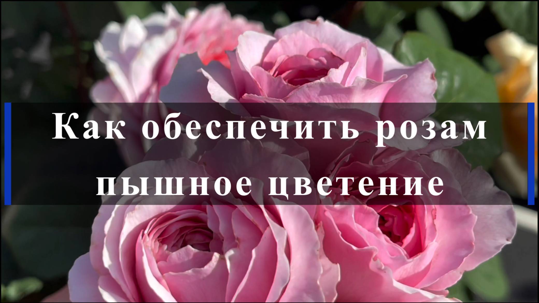 Как обеспечить розам пышное цветение