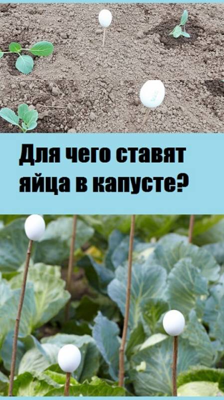Для чего среди капусты ставят скорлупу от белых яиц?