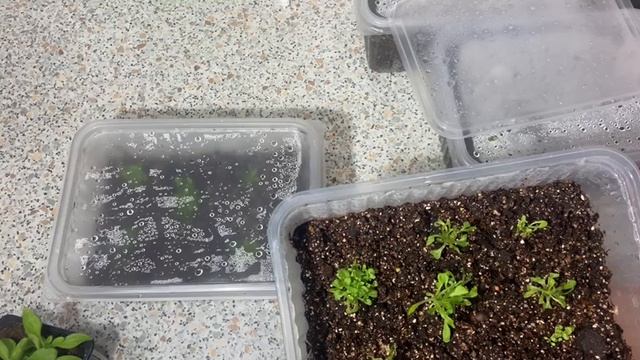 Петуния вегетативная Go! Tunia Cosmic Purple (Космик Перпл). Обзор саженцев 15 мая 2025 г