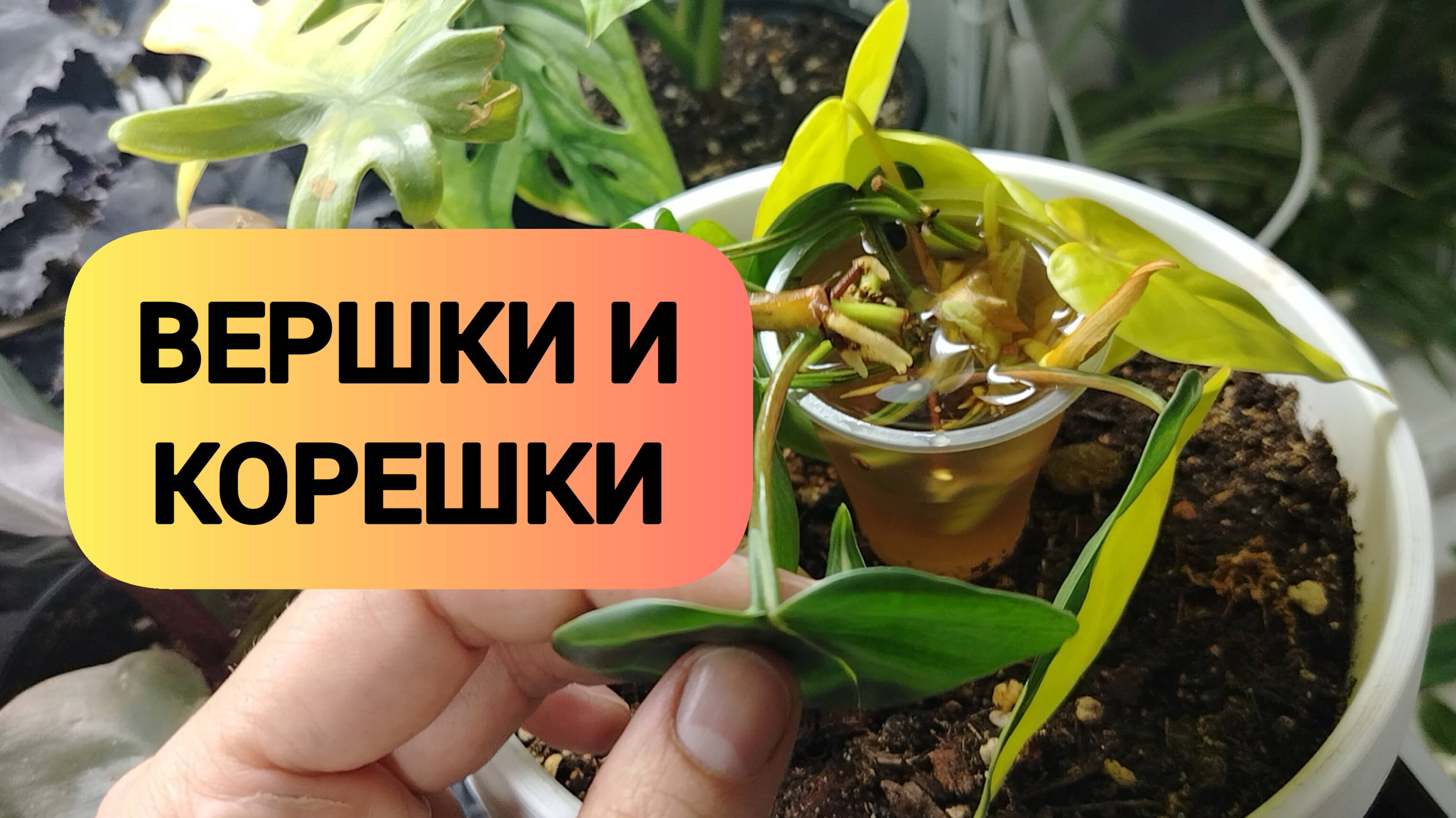 ВЕРШКИ И КОРЕШКИ