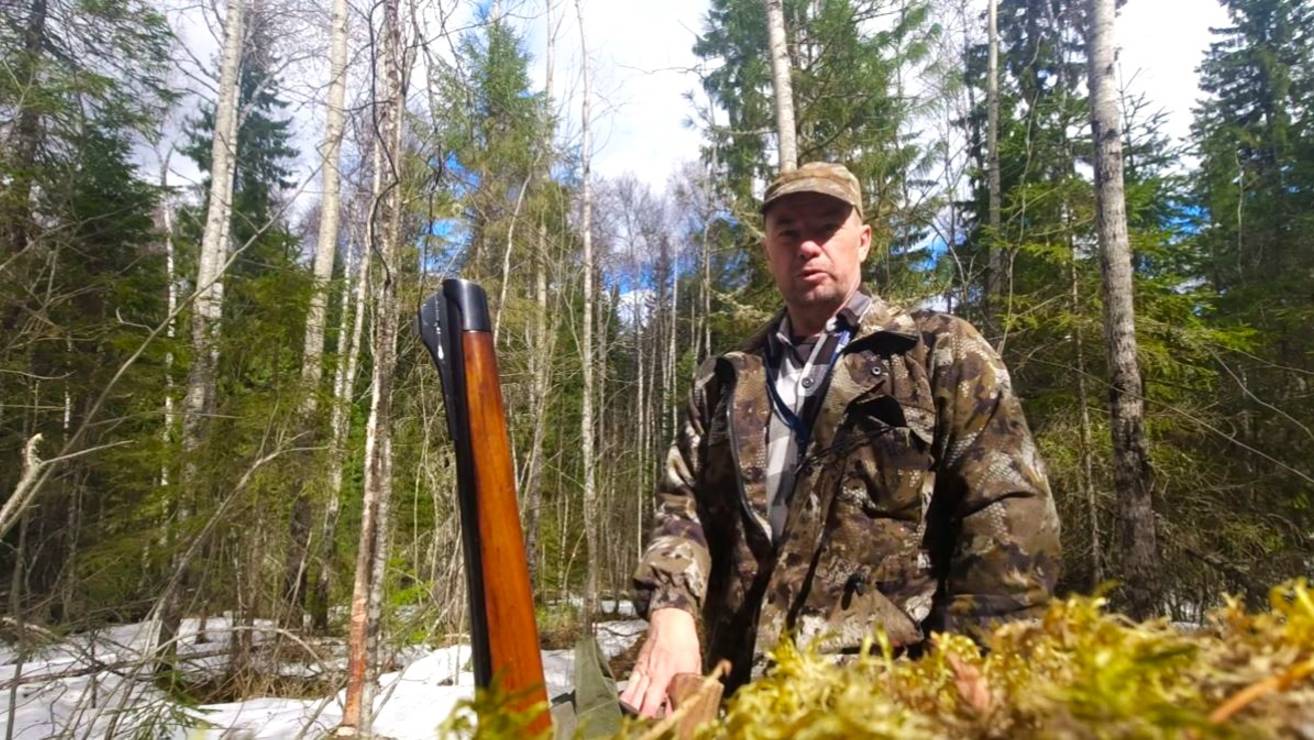 Тайга, собаки нашли медведя, сильный ветер подошёл на верный выстрел, неудачно, хорошая работа собак