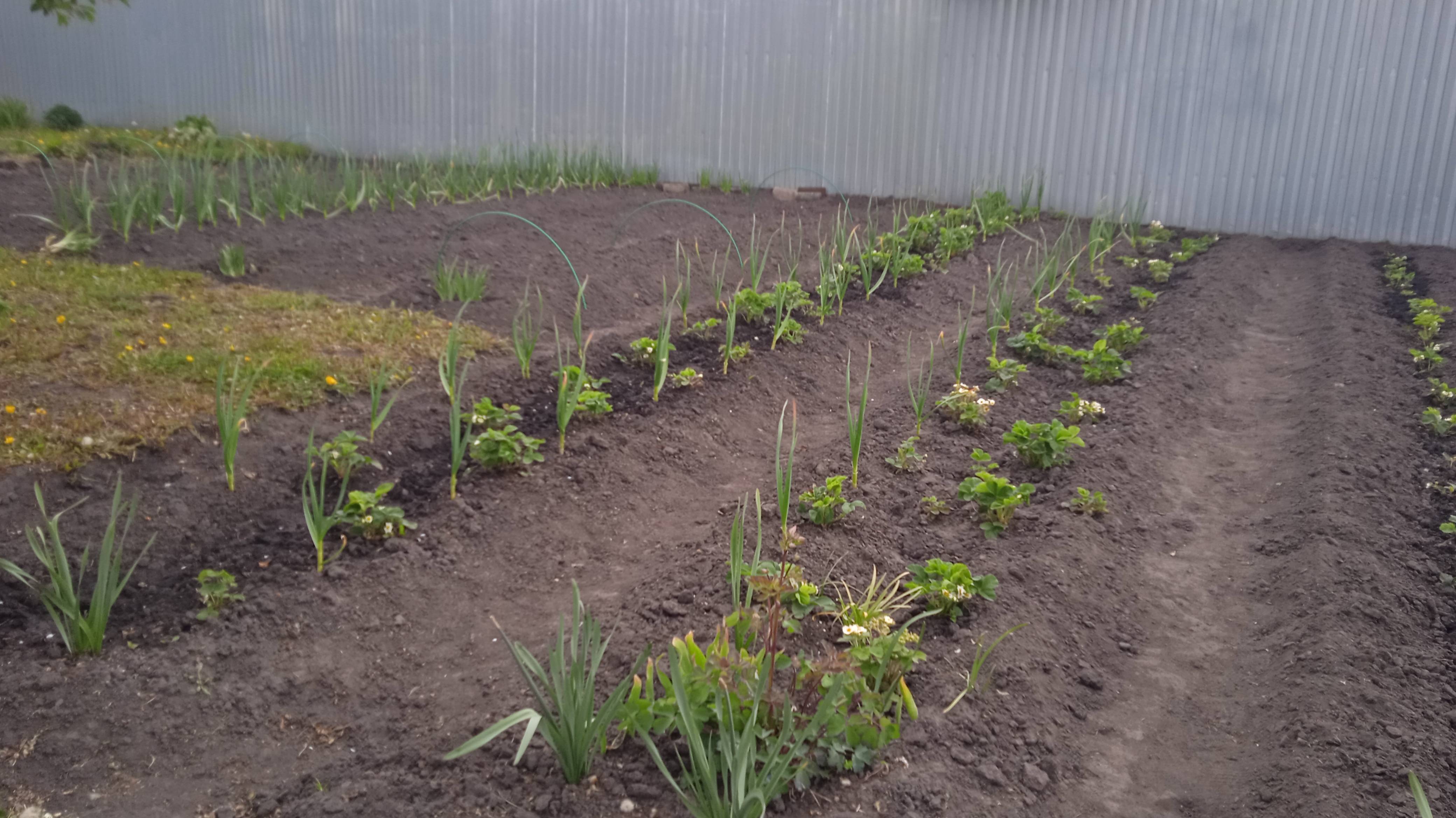 15.5.25г.  ПРОПОЛОЛА!!!  Обработала Нашатырным Спиртом ЯГОДЫ!!! Вот и вся РАБОТА!!!  Холодно!!!