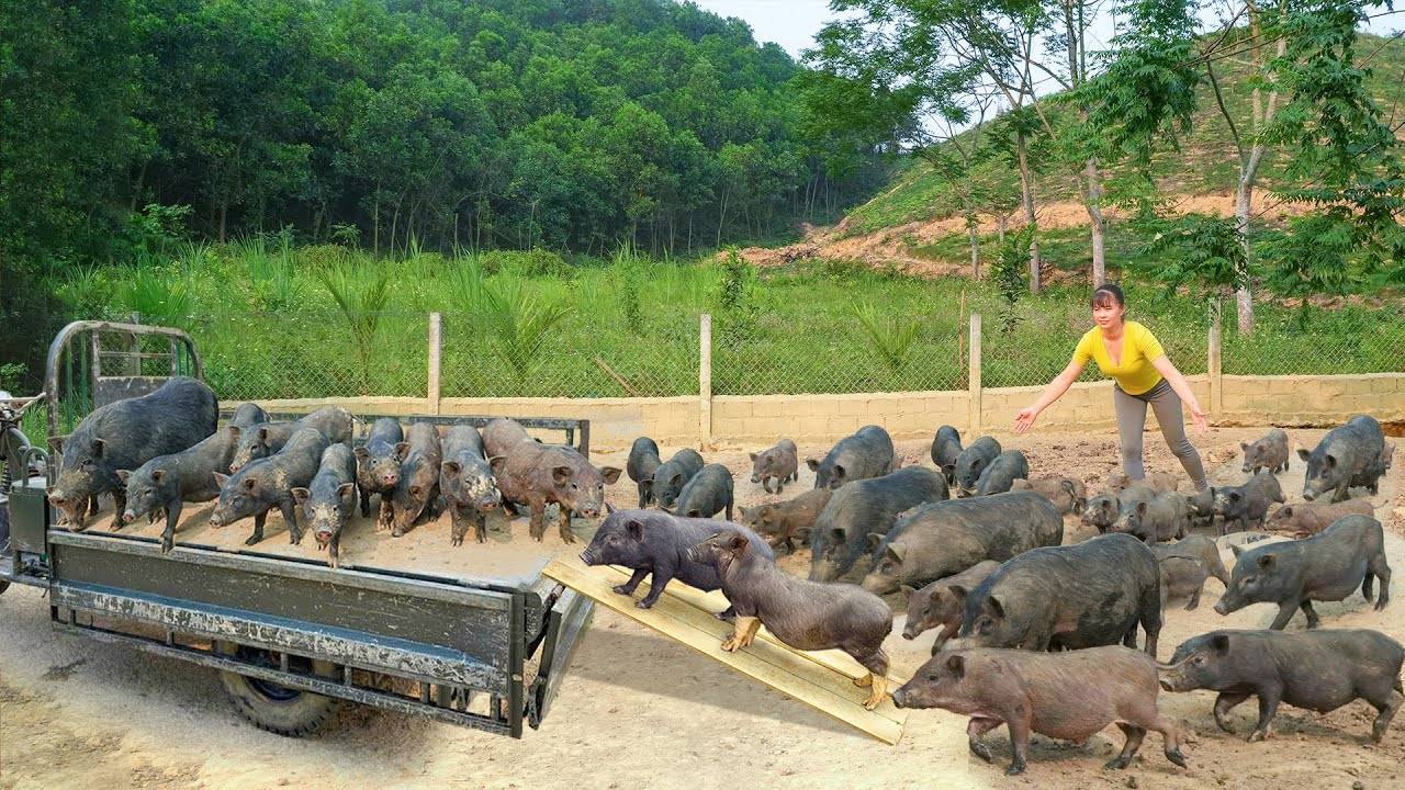 Неугомонная Трудяга из  Вьетнама, поездка в местный колхоз. Продажа поросят в деревенском рынке.