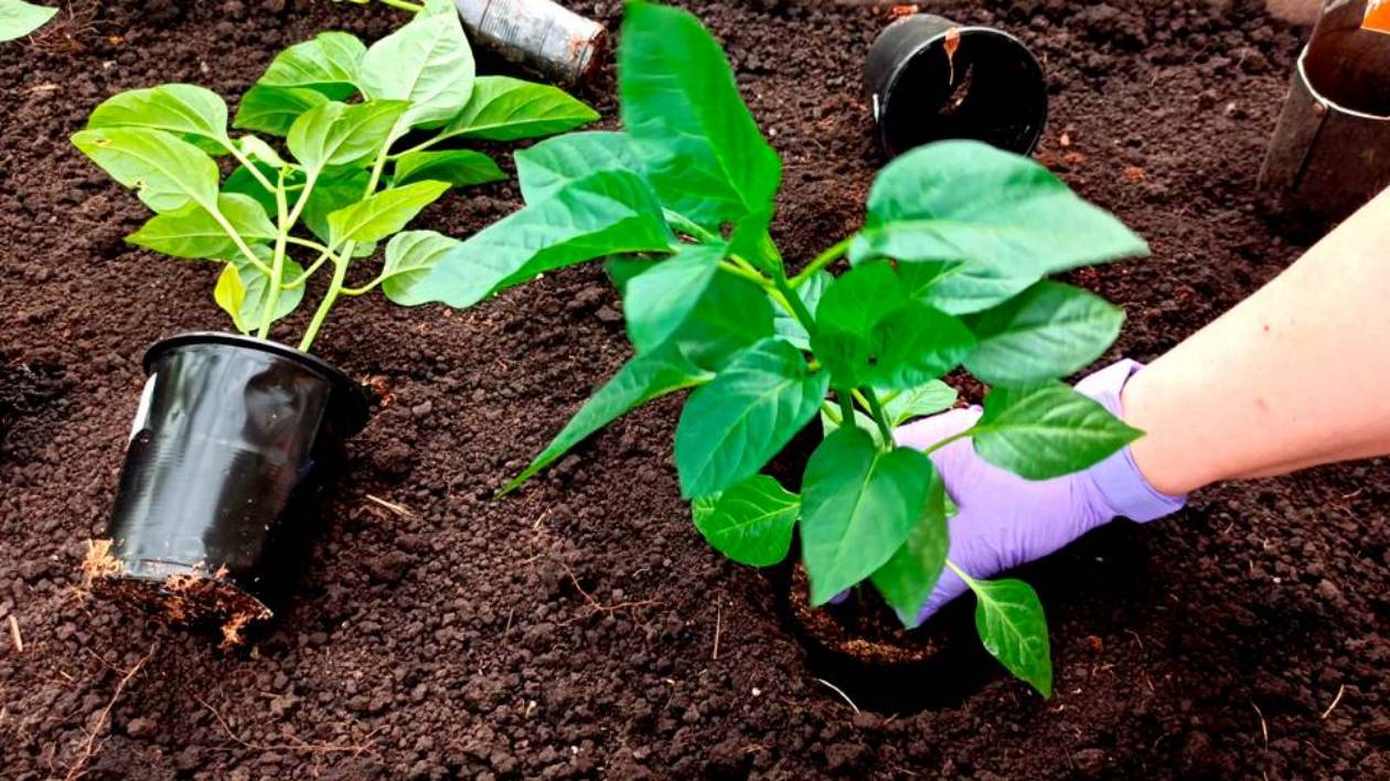 Вот так просто сажаю перец в теплице без грязи. Добавляю в лунку при посадке перца вместо перегноя