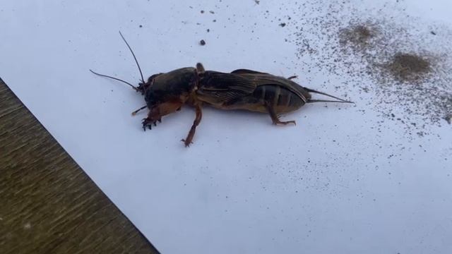 Такие вредители водятся у нас на даче. Медведка