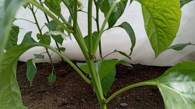 ОБЗОР ПЕРЦЕВ В ТЕПЛИЦЕ. МАЙ 17.07.25гГ.