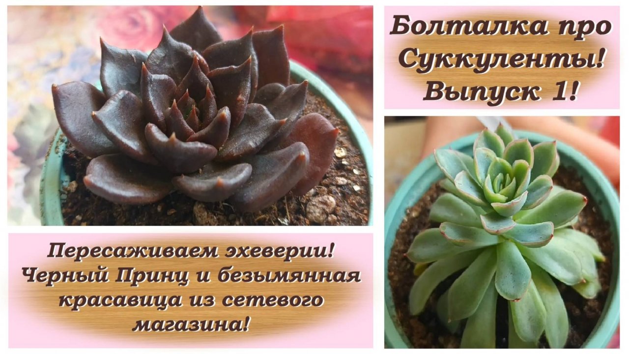 Болталка про Суккуленты! Выпуск 1! Пересаживаем эхеверии! Черный Принц и безымянная красавица!