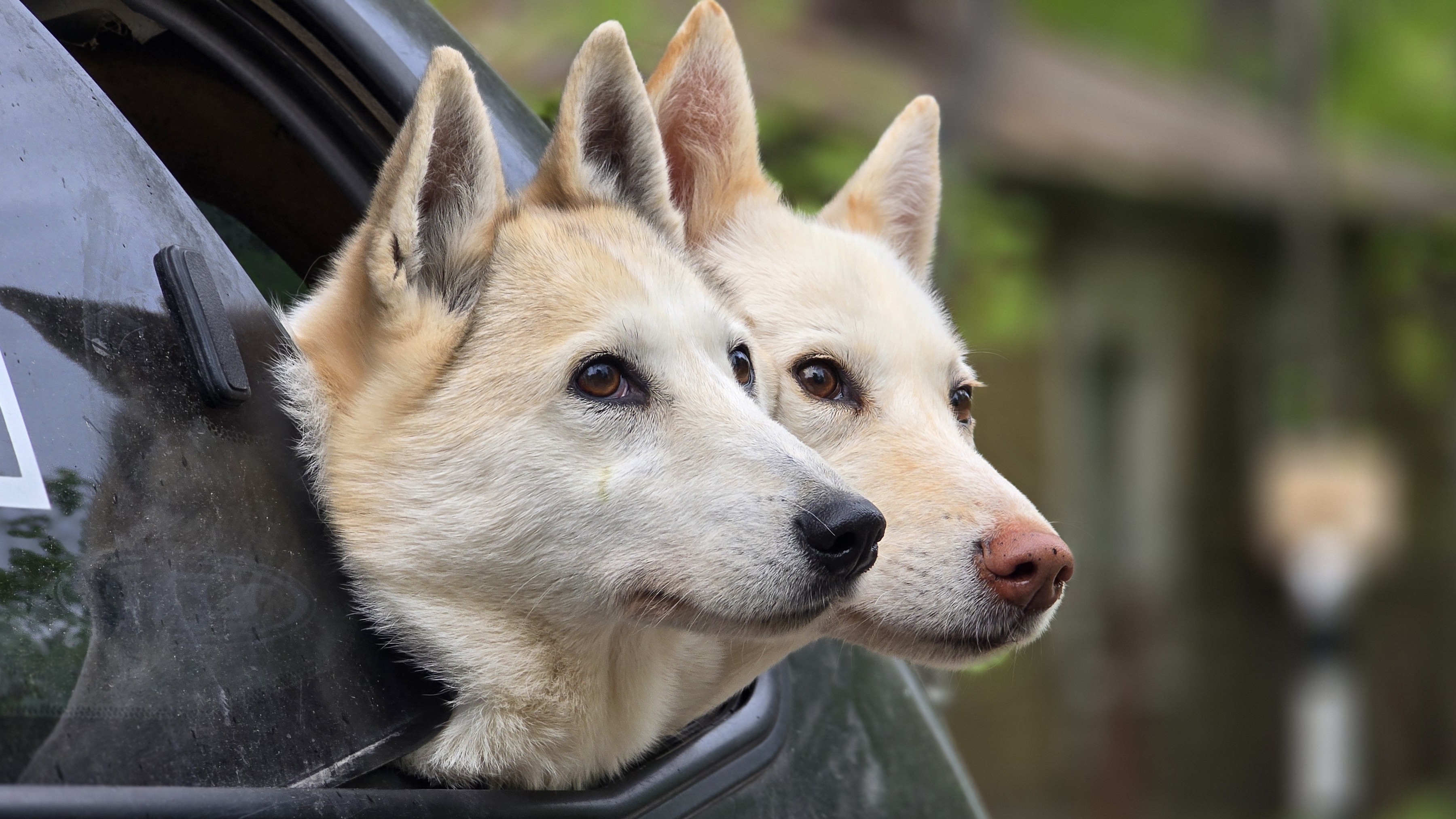 Жизнь без лаек